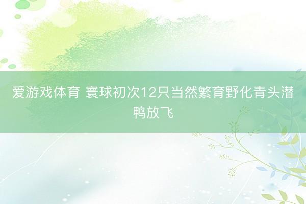 爱游戏体育 寰球初次12只当然繁育野化青头潜鸭放飞